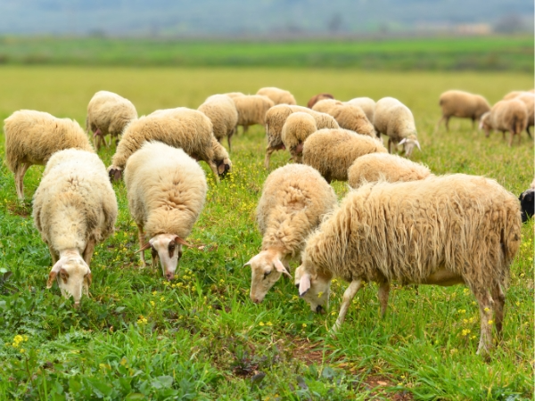 Sheep Farm in Greece