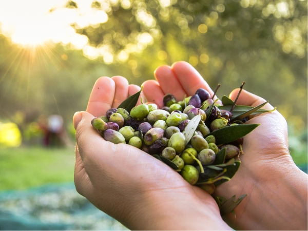 Cretan Olives